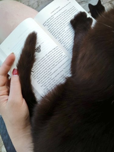 cat lays down on woman's book