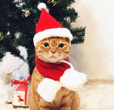 An orange cat in a red and white PETLESO Cat Santa Hat with Scarf set