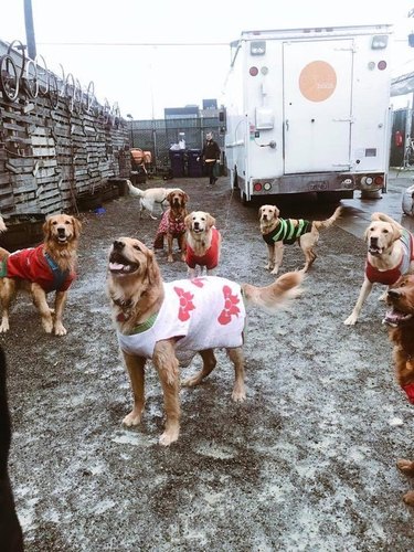 dogs wear ugly Christmas sweaters at party