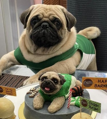 a pug dog with a cake in its likeness.