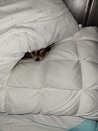 dog sleeping under pillows