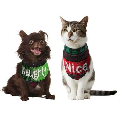 A brown dog and a grey and white cat wearing Frisco Flip Sequin Naughty/Nice Dog & Cat Bandana