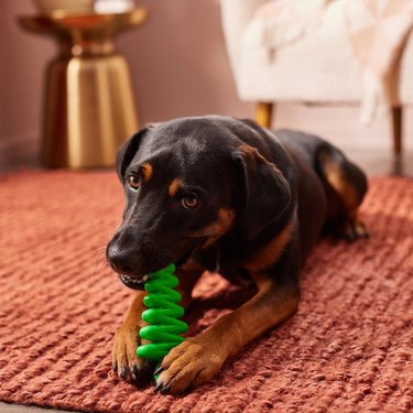 Dog chews green Christmas tree-shaped chew toy on brown carpet.