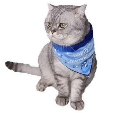 A grey cat in a blue and white Bangcool Cat Bandana for Hanukkah