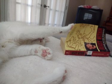 cat reading book on werewolves upside down