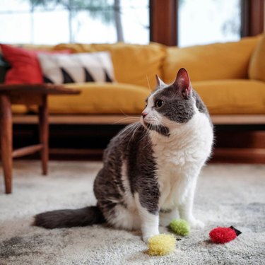 Cat sitting next to three light bulb-shaped Christmas plush toys.