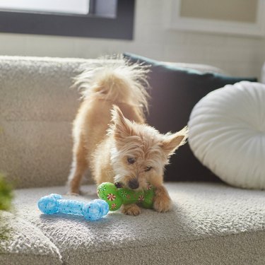 Small wire-haired dog playing with blue and green holiday-themed toy bones.