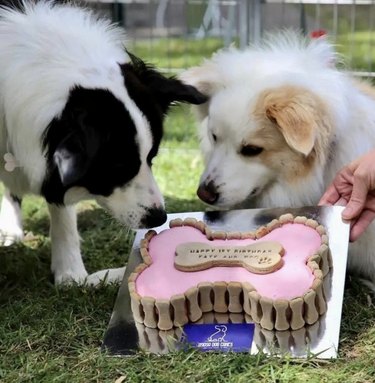 two dogs sniffing a pink bone-shaped cake.