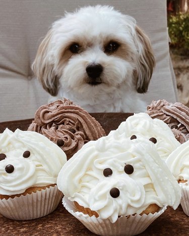 a dog posing with cupcakes made in its likeness.
