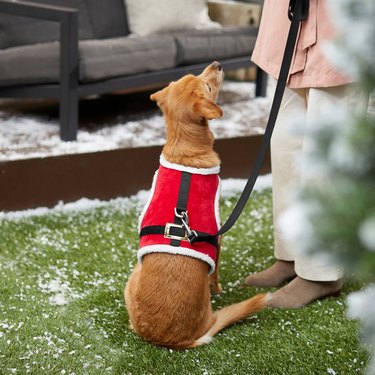 Frisco Santa dog harness shown on a small dog.