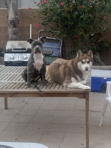 dogs on outside furniture