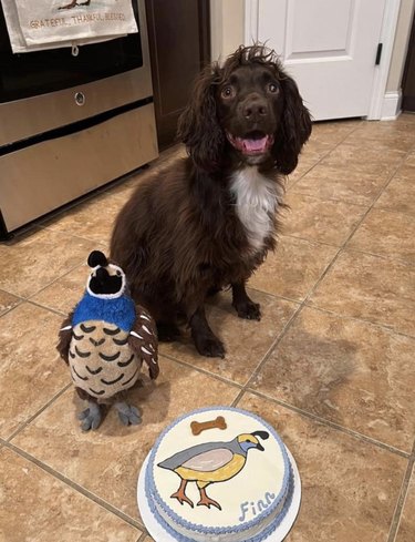 a dog with a birthday cake made to match its favorite toy.