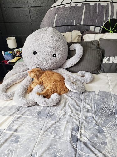 cat sleeping on stuffed octopus