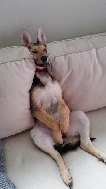 German shepherd wedged between couch cushions and sitting upright like a kangaroo.