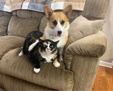 corgi poses for photo with calico cat who does not look amused.