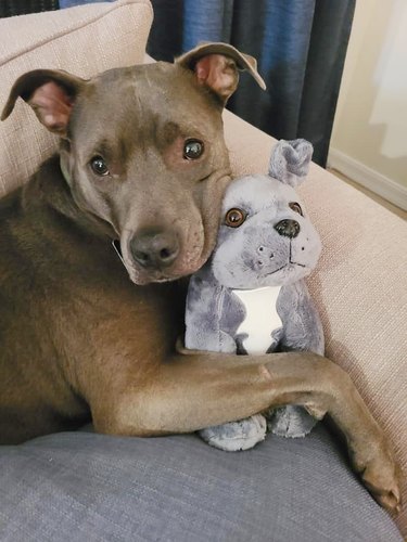 pitbull posing with stuffed animal