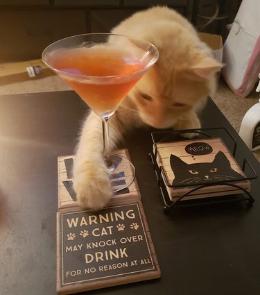 cat threatening to knock drink over