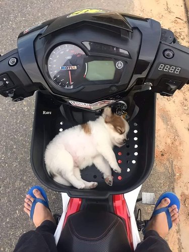 puppy sleeps in scooter basket aand fits inside perfectly.