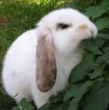 Grumpy rabbit eating leaf.