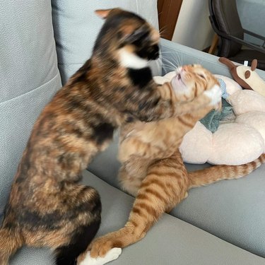 two cats play fighting
