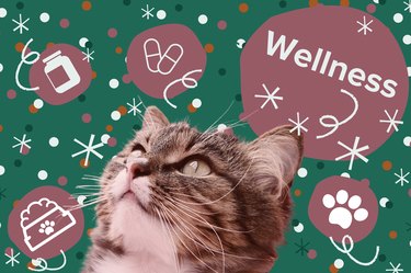 Cat on green background looking up with pink circles and confetti around them and the word "wellness" above them