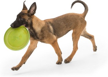frisbee for dogs