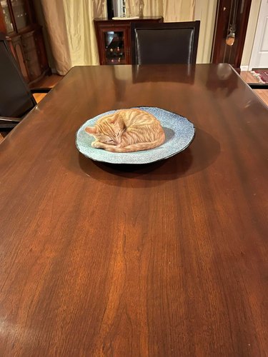 orange cat sleeping in bowl on a dining room table