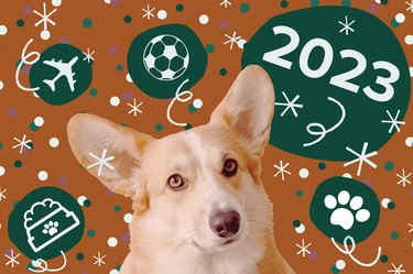 corgi on brown background with green circles, fun confetti and the text "2023" above them