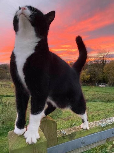cat standing on fence in front of sunrise