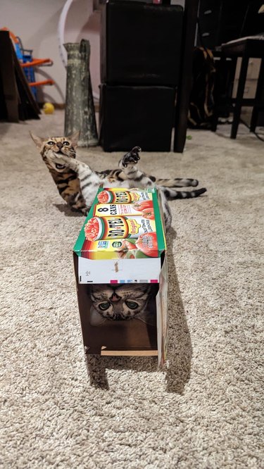 Two goofy cats playing around with a cardboard box.