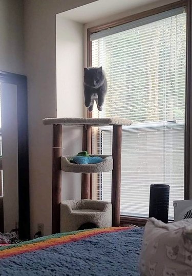 cat leaping from a cat tower towards the camera that is across the room.