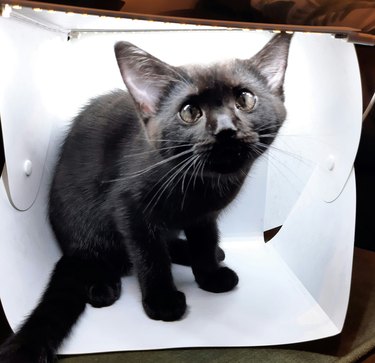 black cat in lightbox