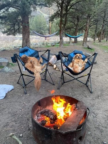 dogs relaxing in camping chairs by a bonfire in the woods.