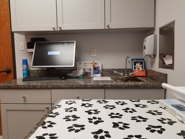 cat hides in sink at the veterinarian's office.