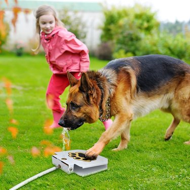 step on dog drinking fountain