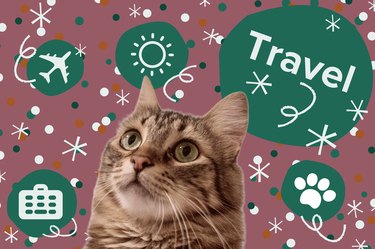 Cat on pink background with green circles, confetti and the word "Travel" above them