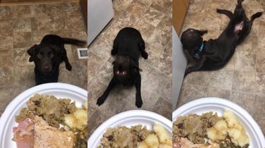 dog treated to Thanksgiving plate