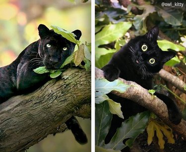 Two photos: one is of a black panther with yellow eyes sitting in a tree, and the other is a black cat with yellow eyes in a tree.