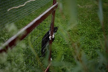 shy cat hiding behind gate.