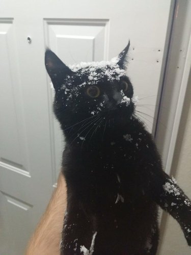 Cat that ran into a wall of snow.