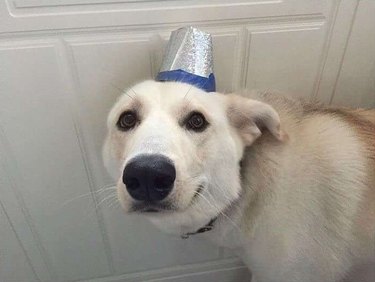 dog wearing nice hat