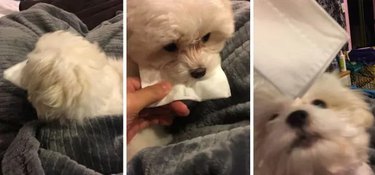 Dog gives sick human a napkin