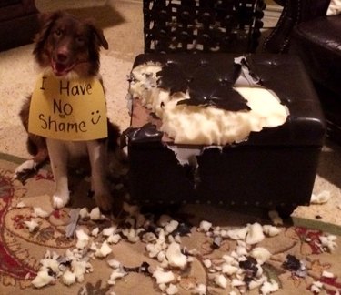 Australian Shepherd next to destroyed leather ottoman, wearing a sign that reads "I Have NO Shame :)"
