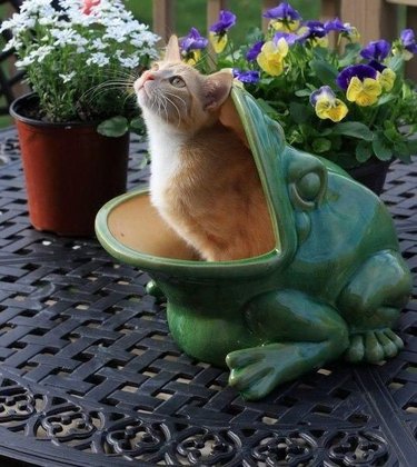 cat in a frog planter.