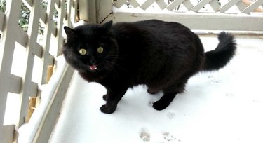 cat freaked out by snow