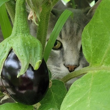 cat hiding behind eggplant.