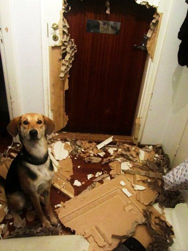 Dog sitting next to destroyed door. Caption: There was a spider. It's gone now.