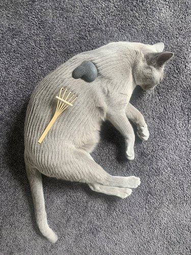 gray cat is a zen garden with a stone and rake.