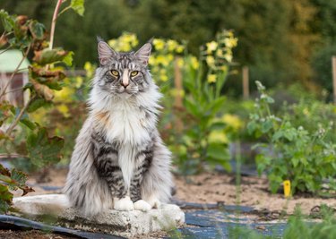 cat looks like garden gnome sitting in a garden.