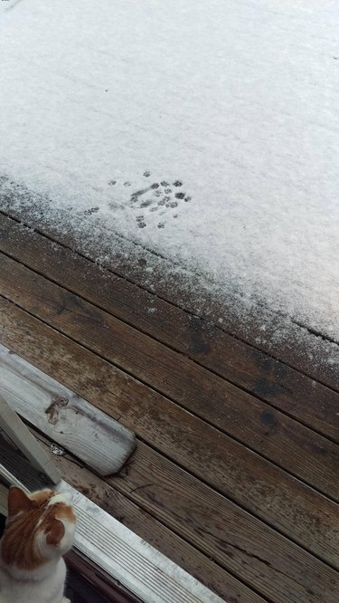cat takes one step outside in snow before turning around